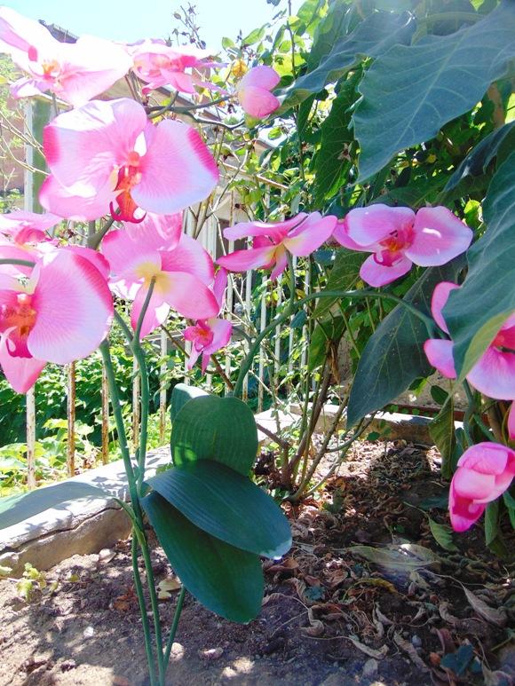 Orchidea Papillon x 6 Large H 120 Pink - Sconti per Fioristi e Aziende