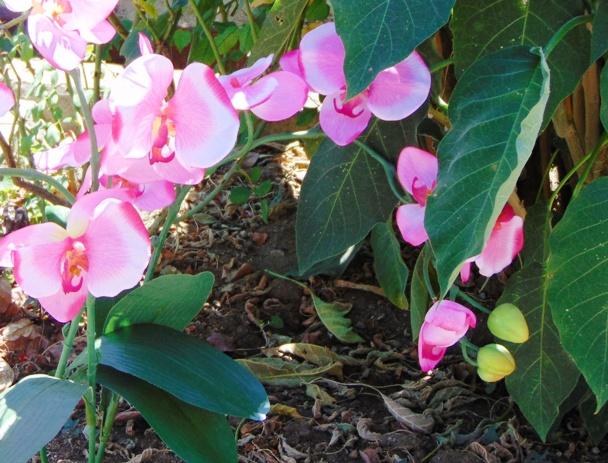 Orchidea Papillon x 6 Large H 120 Pink - Sconti per Fioristi e Aziende .