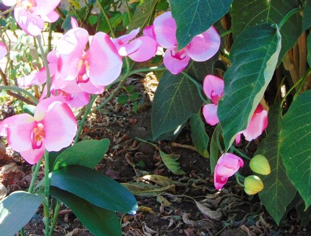 Orchidea Papillon x 6 Large H 120 Pink - Sconti per Fioristi e Aziende