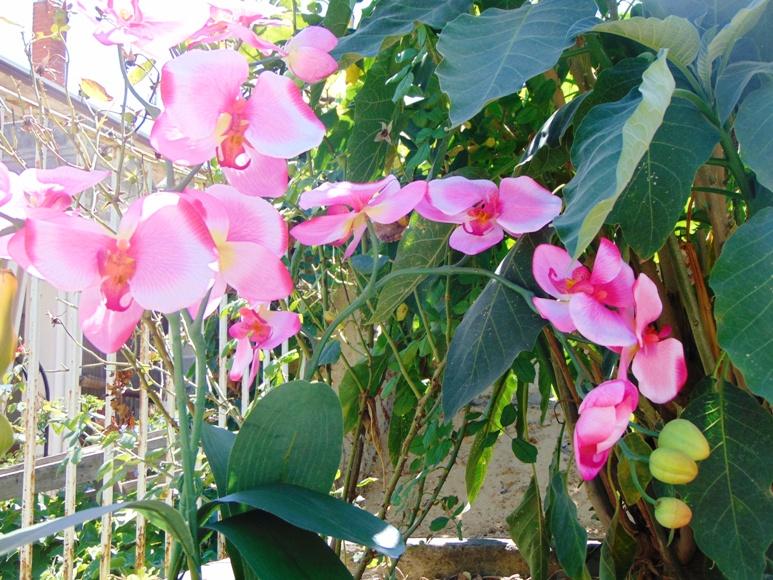 Orchidea Papillon x 6 Large H 120 Pink - Sconti per Fioristi e Aziende .