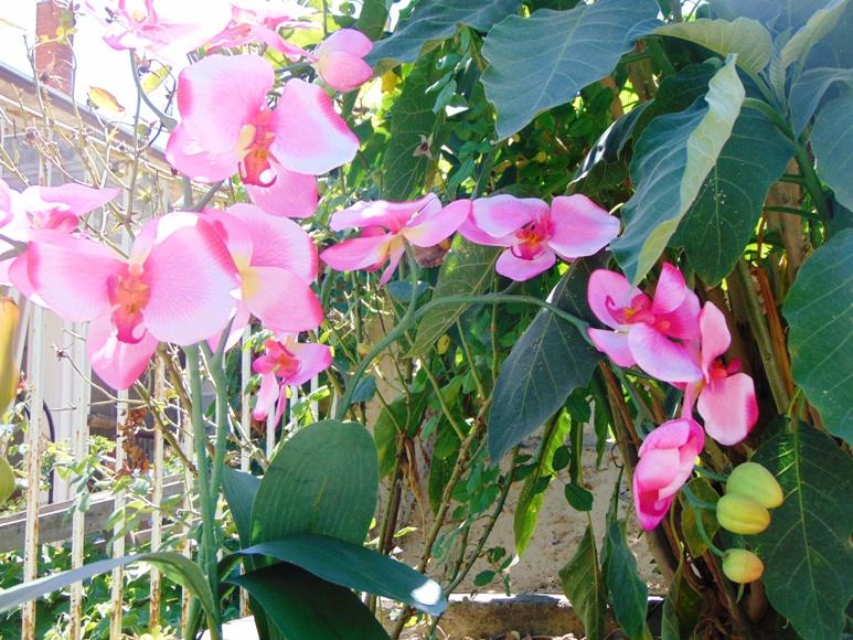 Orchidea Papillon x 6 Large H 120 Pink - Sconti per Fioristi e Aziende