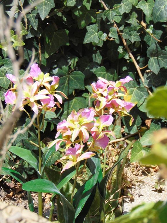 Pianta di Orchidea Brasso alta cm. 50 - Sconti per Fioristi e Aziende