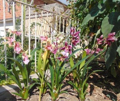 Pianta di Orchidea Cymbidium Artificiale H 50 - Sconti per Fioristi e Aziende