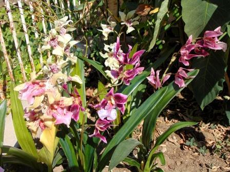 Pianta di Orchidea Cymbidium Artificiale H 50 - Sconti per Fioristi e Aziende