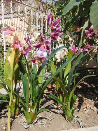 Pianta di Orchidea Cymbidium Artificiale H 50 - Sconti per Fioristi e Aziende