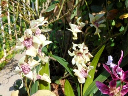 Pianta di Orchidea Cymbidium Artificiale H 50 - Sconti per Fioristi e Aziende