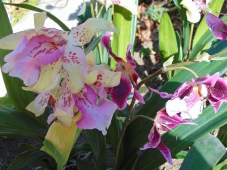 Pianta di Orchidea Cymbidium Artificiale H 50 - Sconti per Fioristi e Aziende