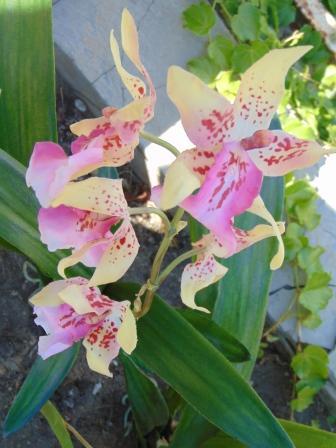 Pianta di Orchidea Cymbidium Artificiale H 50 - Sconti per Fioristi e Aziende