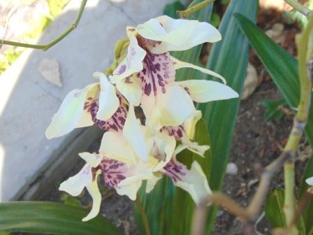 Pianta di Orchidea Cymbidium Artificiale H 50 - Sconti per Fioristi e Aziende