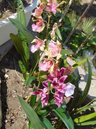 Pianta di Orchidea Cymbidium Artificiale H 50 - Sconti per Fioristi e Aziende