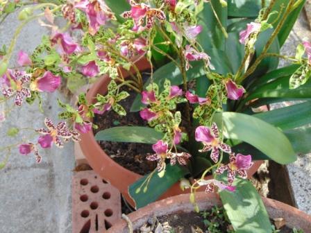 Orchidea Danzante Artificiale H 120 - Sconti per Fioristi e Aziende