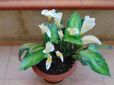 Calla Plant x 5 fogliata in poliestere - Sconti per Fioristi e Aziende