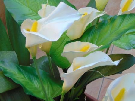 Calla Plant x 5 fogliata in poliestere - Sconti per Fioristi e Aziende