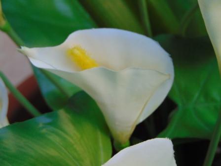 Calla Plant x 5 fogliata in poliestere - Sconti per Fioristi e Aziende