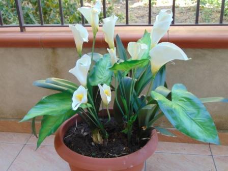 Calla Plant x 5 fogliata in poliestere - Sconti per Fioristi e Aziende