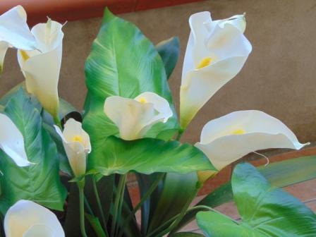 Calla Plant x 5 fogliata in poliestere - Sconti per Fioristi e Aziende