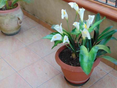 Calla Plant x 5 fogliata in poliestere - Sconti per Fioristi e Aziende