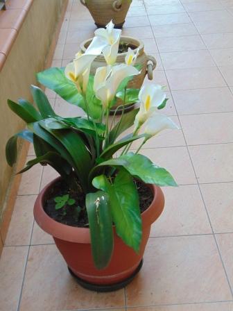 Calla Plant x 5 fogliata in poliestere - Sconti per Fioristi e Aziende