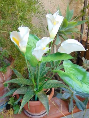 Calla Plant x 5 fogliata in poliestere - Sconti per Fioristi e Aziende