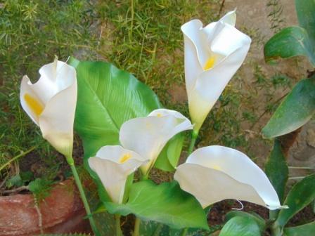 Calla Plant x 5 fogliata in poliestere - Sconti per Fioristi e Aziende