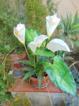 Calla Plant x 5 fogliata in poliestere - Sconti per Fioristi e Aziende