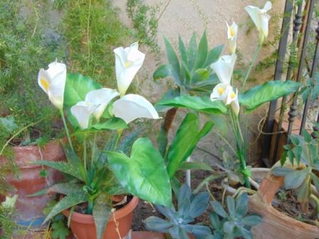 Calla Plant x 5 fogliata in poliestere - Sconti per Fioristi e Aziende