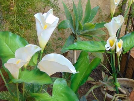 Calla Plant x 5 fogliata in poliestere - Sconti per Fioristi e Aziende