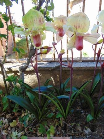 Pianta Orchidea Lady Slipper Flormatic - Sconti per Fioristi e Aziende