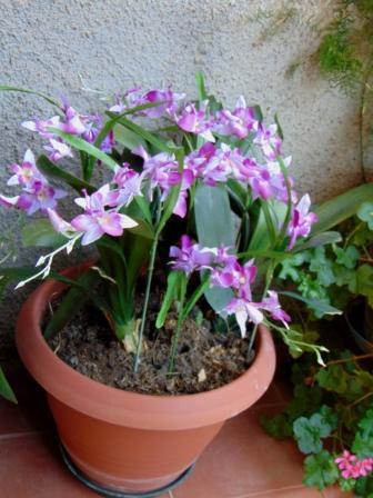 Orchidea Artificiale x 7 H 60 - Sconti per Fioristi e Aziende . in polyester