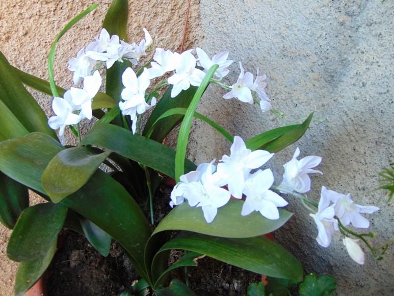 Orchidea Artificiale x 7 H 60 - Sconti per Fioristi e Aziende . in polyester