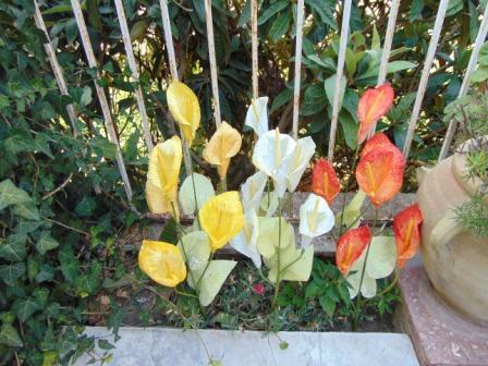 Calla x 3 in paperoof H 70 - Sconti per Fioristi e Aziende .