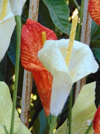 Calla x 3 in paperoof H 70 - Sconti per Fioristi e Aziende .