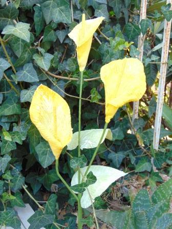 Calla x 3 in paperoof H 70 - Sconti per Fioristi e Aziende .