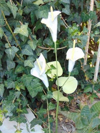Calla x 3 in paperoof H 70 - Sconti per Fioristi e Aziende .