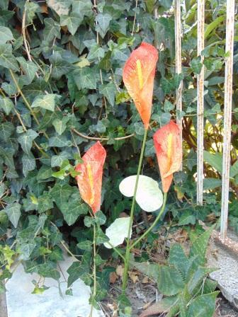 Calla x 3 in paperoof H 70 - Sconti per Fioristi e Aziende .