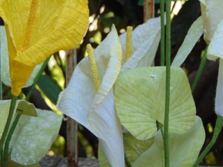 Calla x 3 in paperoof H 70 - Sconti per Fioristi e Aziende .