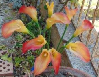 Calla singola in gomma H 60 - Sconti per Fioristi e Aziende .