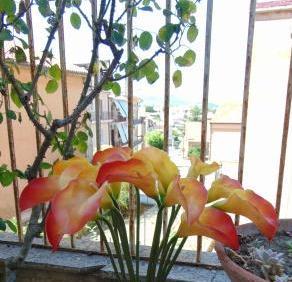 Calla singola in gomma H 60 - Sconti per Fioristi e Aziende .