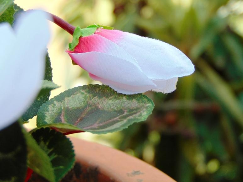 Ciclamino Persicum Bush x 16 in poliestere - Sconti per Fioristi e Aziende