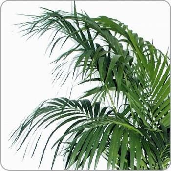 Kenzia preservata H 100 - Sconti per Fioristi e Aziende . - Smaltata o Naturale Dry