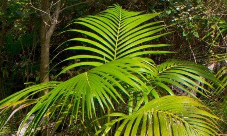 Kenzia preservata H 100 - Sconti per Fioristi e Aziende . - Smaltata o Naturale Dry