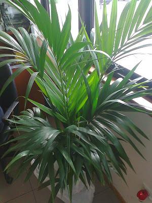 Kenzia preservata H 100 - Sconti per Fioristi e Aziende . - Smaltata o Naturale Dry