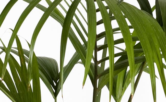 Kenzia preservata H 100 - Sconti per Fioristi e Aziende . - Smaltata o Naturale Dry