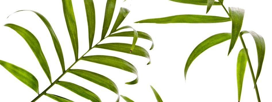 Kenzia preservata H 100 - Sconti per Fioristi e Aziende . - Smaltata o Naturale Dry