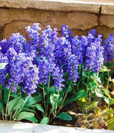 Lavanda Bush x 7 in poliester - Sconti per Fioristi e Aziende