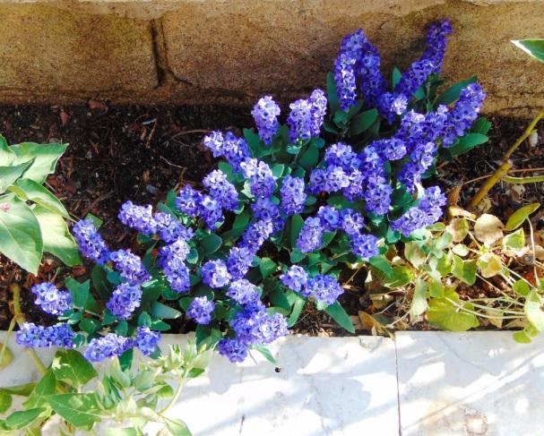 Lavanda Bush x 7 in poliester - Sconti per Fioristi e Aziende