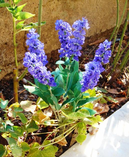 Lavanda Bush x 7 in poliester - Sconti per Fioristi e Aziende