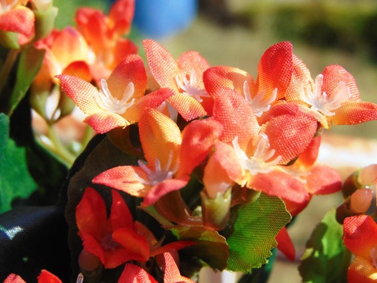 Calanchoe bush x 5 in poliester - Sconti per Fioristi e Aziende