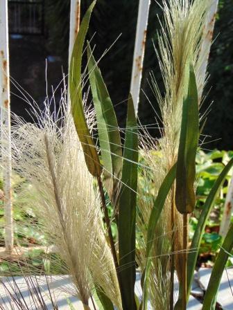 Miscanthus Sinensis H 78 - Sconti per Fioristi e Aziende - Artificiale con grass