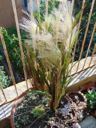 Miscanthus Sinensis H 78 - Sconti per Fioristi e Aziende - Artificiale con grass